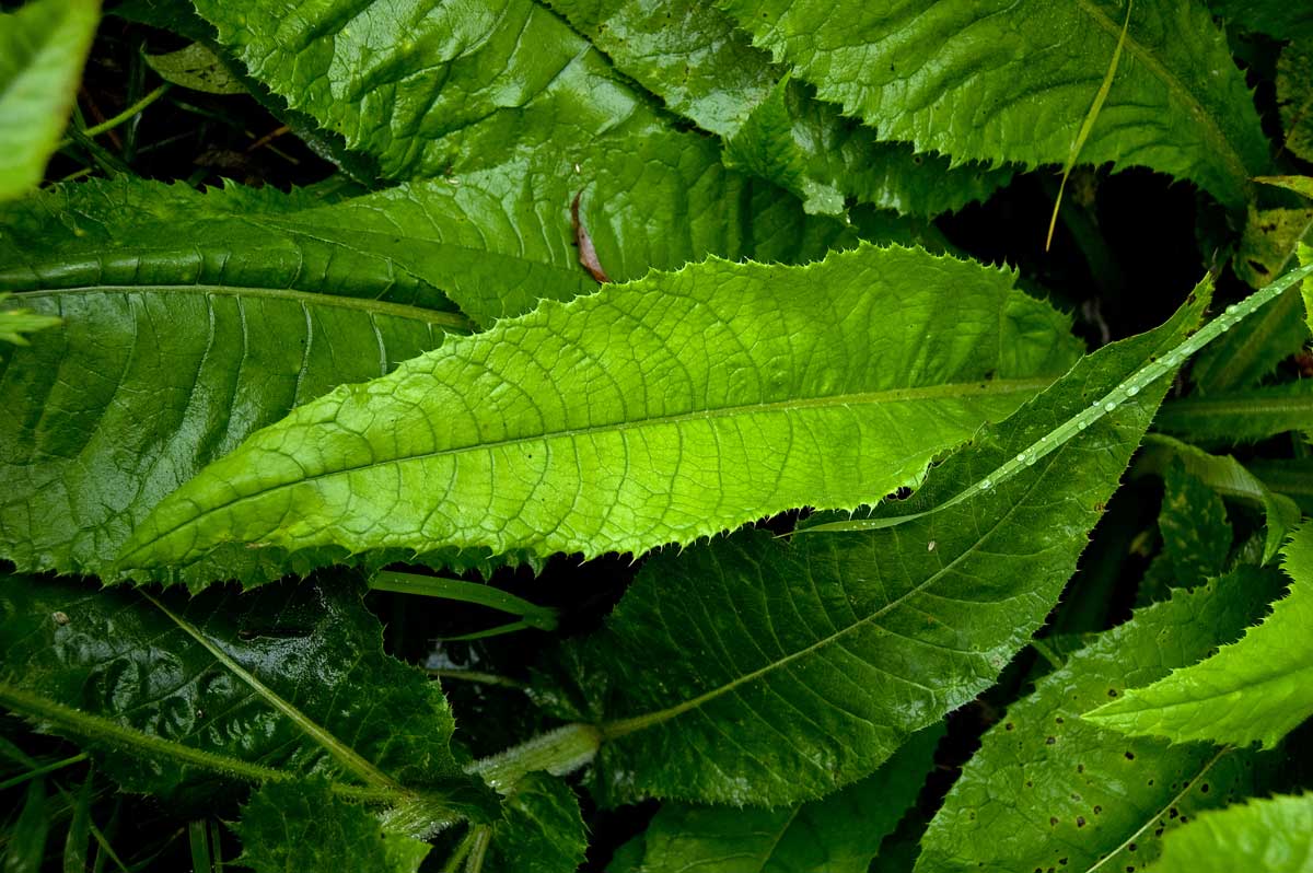 Image of Cirsium heterophyllum specimen.