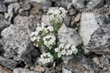 Ermania parryoides. Цветущее растение. Чукотка, побережье бухты Провидения, каменистый участок. 10.06.2009.