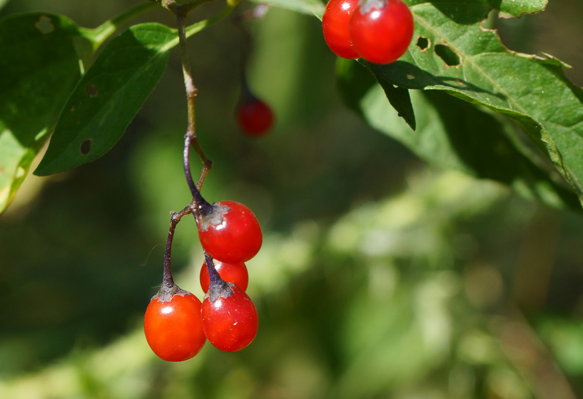 Image of Solanum dulcamara specimen.