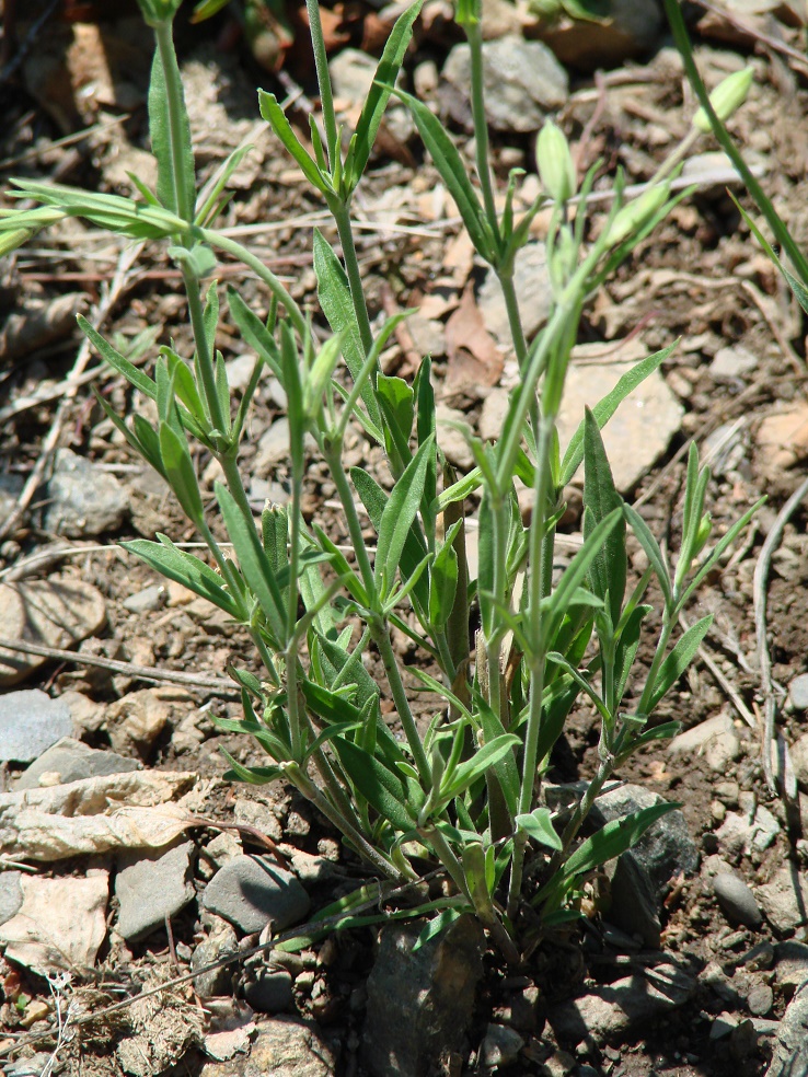 Image of Silene aprica specimen.