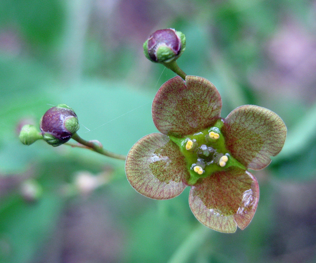 Изображение особи Euonymus verrucosus.