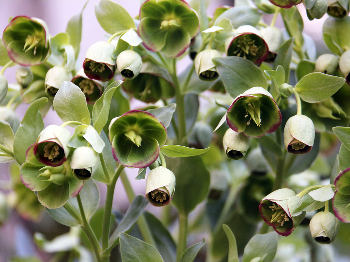 Image of Helleborus foetidus specimen.