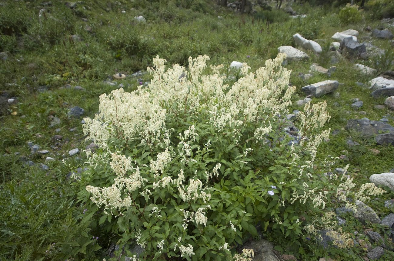 Изображение особи Aconogonon panjutinii.