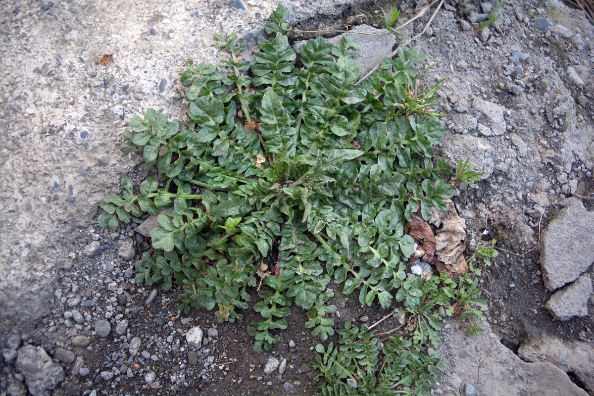 Image of Capsella bursa-pastoris specimen.