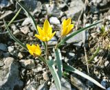 Tulipa uniflora. Цветущие растения. Алтайский край, Краснощековский р-н, с. Тигирек. 10 мая 2010 г.