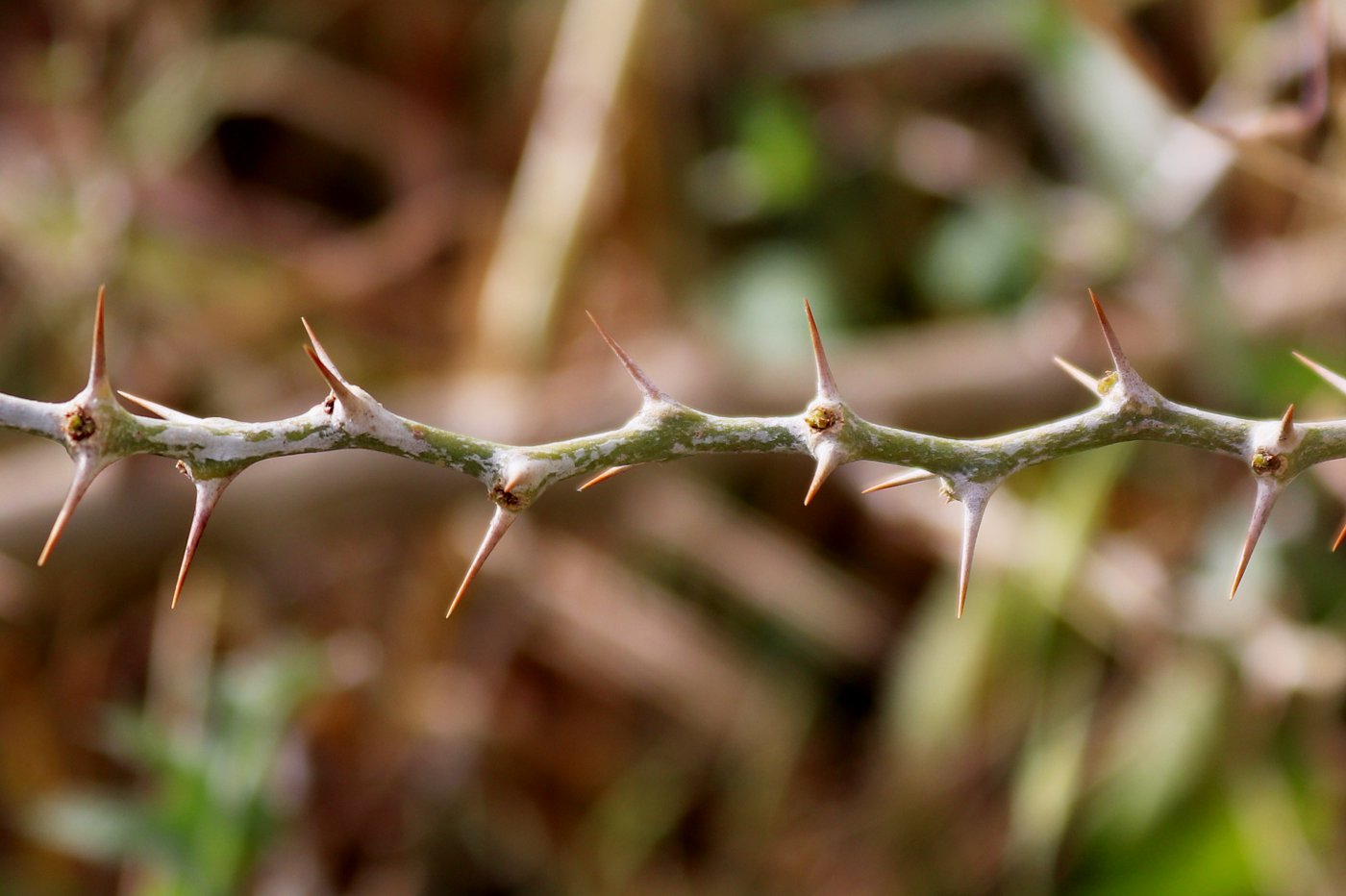 Изображение особи Faidherbia albida.