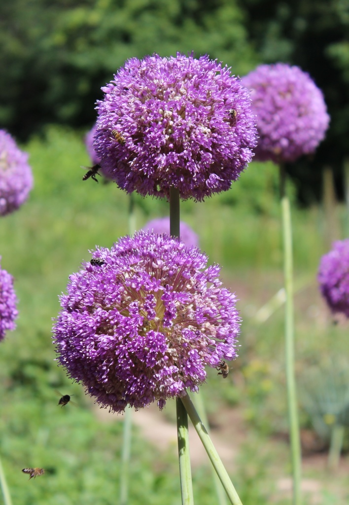 Изображение особи Allium giganteum.