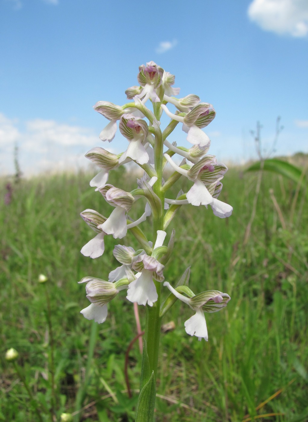 Image of Anacamptis morio ssp. caucasica specimen.