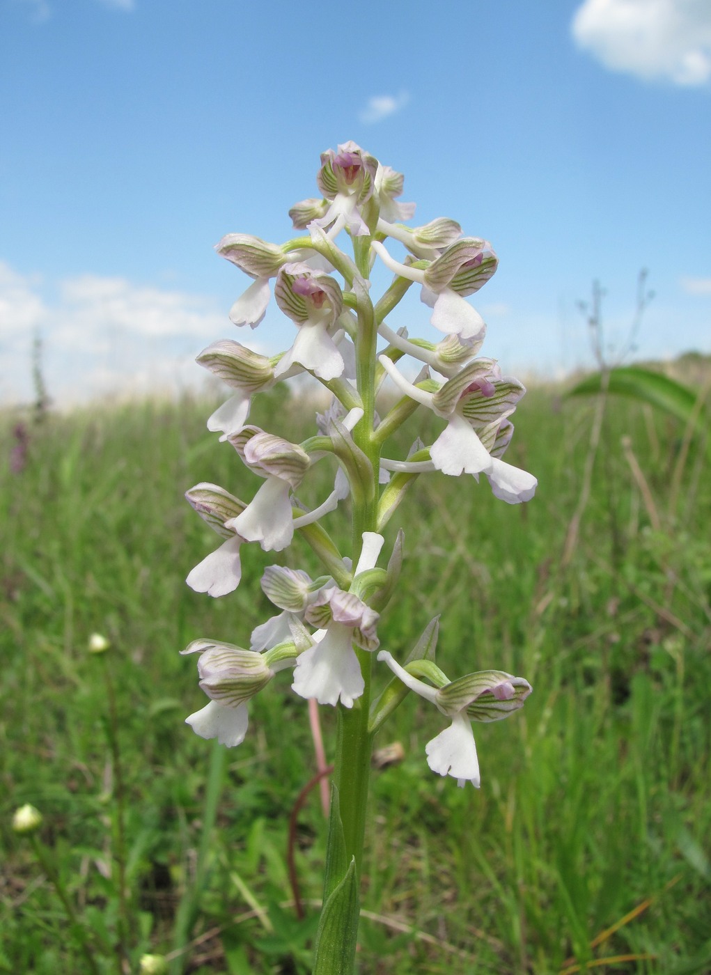 Изображение особи Anacamptis morio ssp. caucasica.