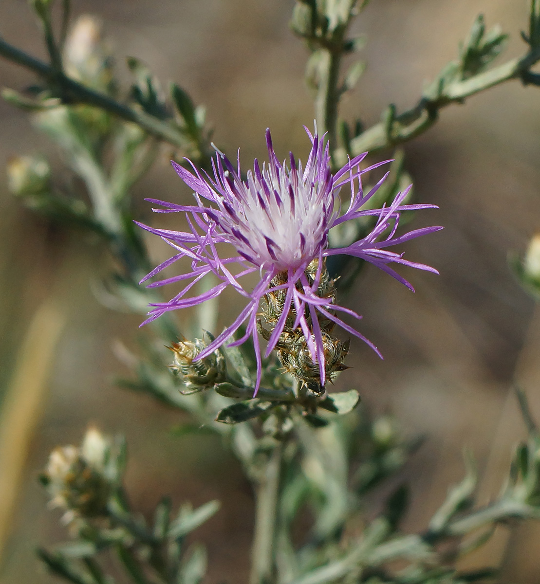 Image of Centaurea diffusa specimen.