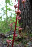 Pyrola incarnata. Часть стебля с плодами. Якутия, Мирнинский р-н, окр. пос. Светлый, берег р. Вилюй ниже Светлинской ГЭС 21.07.2009.