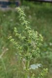 Rumex confertus