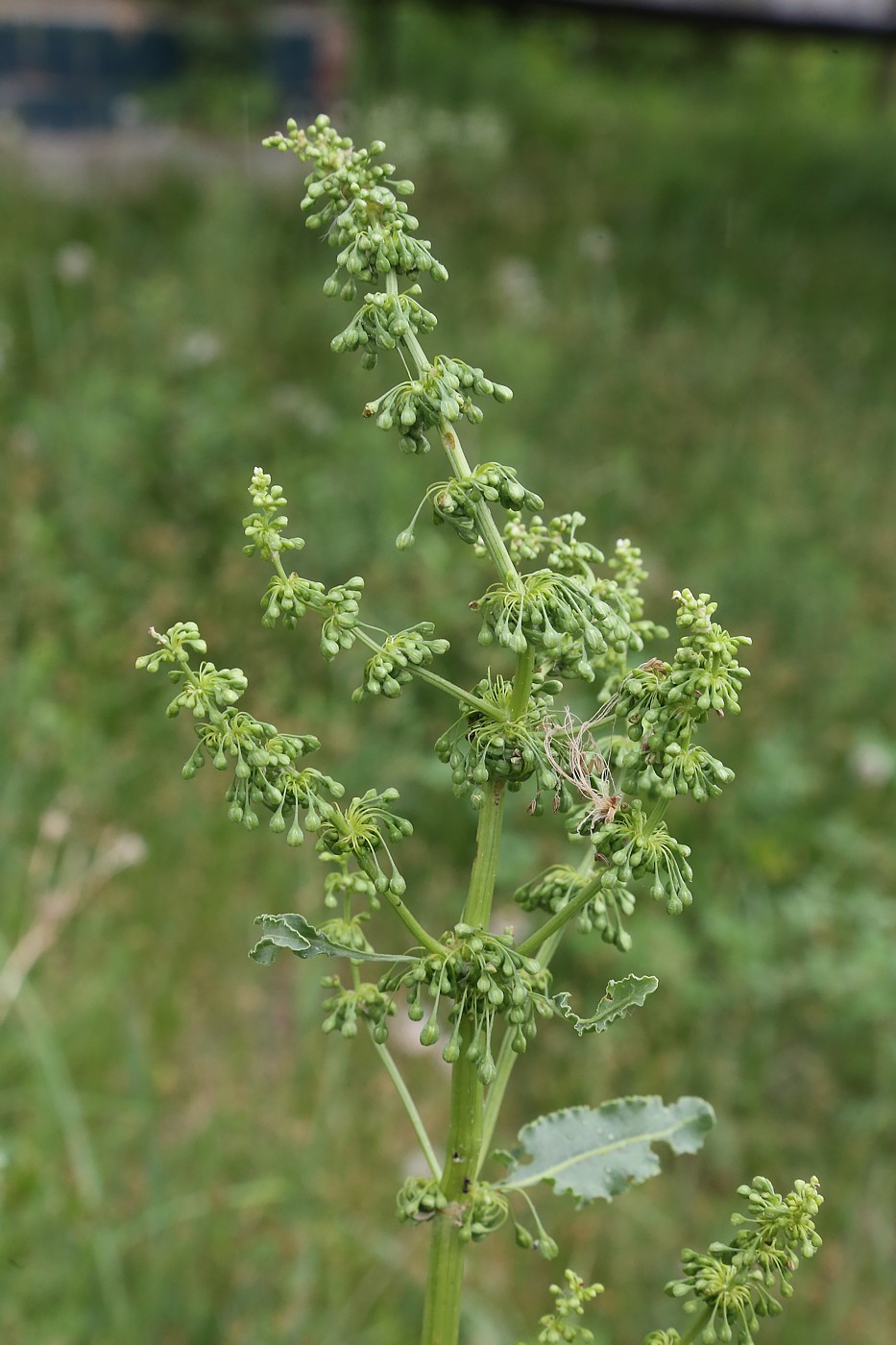 Image of Rumex confertus specimen.