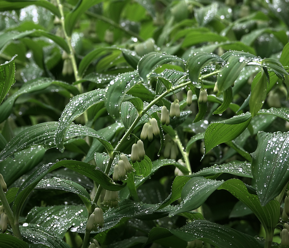 Image of Polygonatum multiflorum specimen.