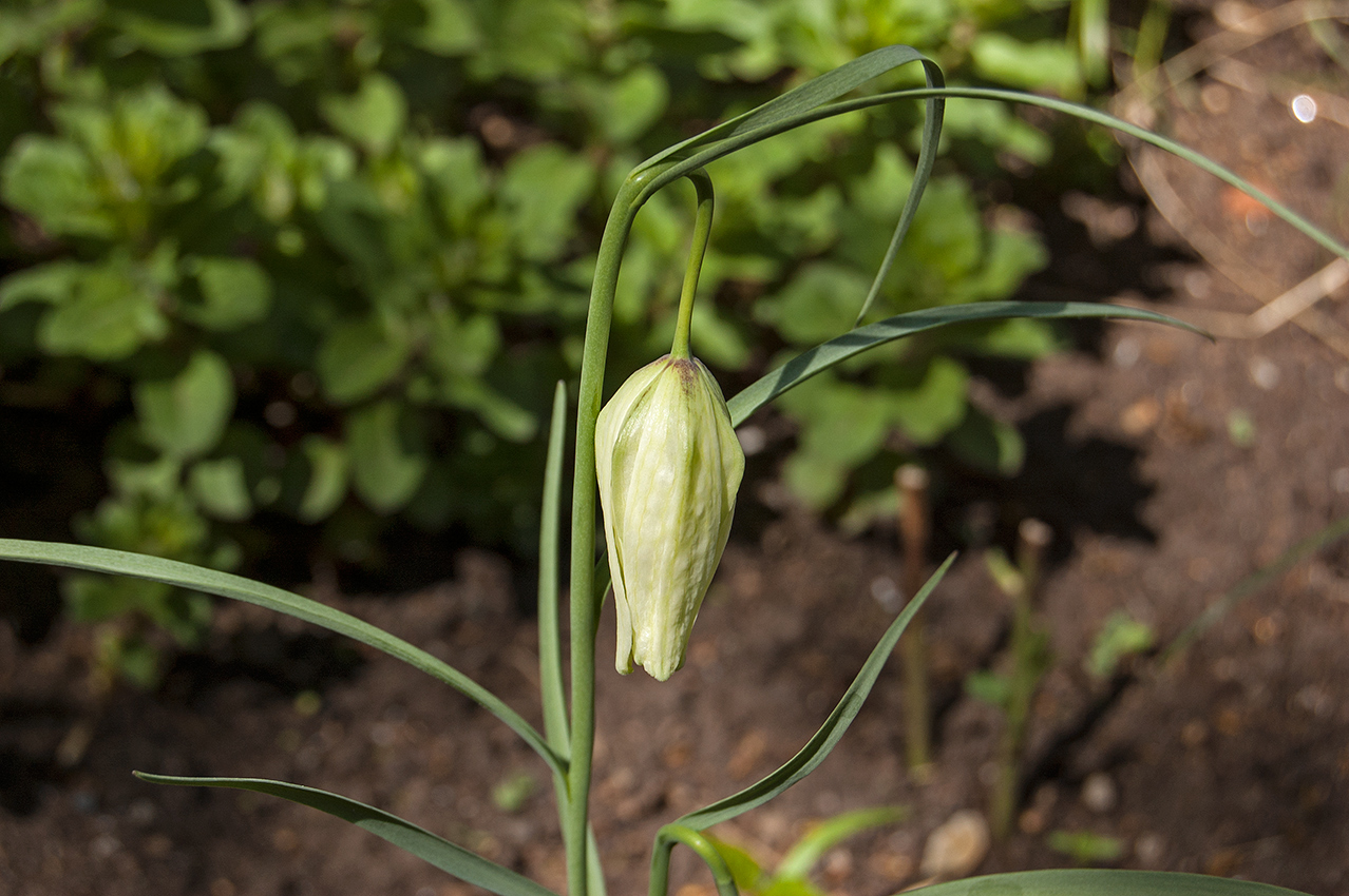 Изображение особи Fritillaria meleagris.