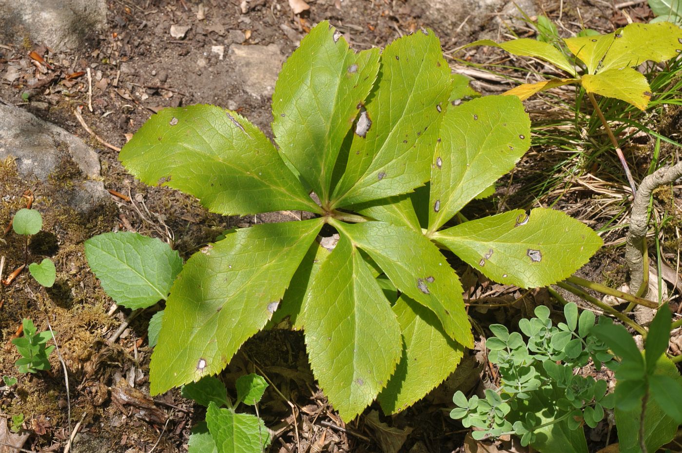 Image of Helleborus caucasicus specimen.