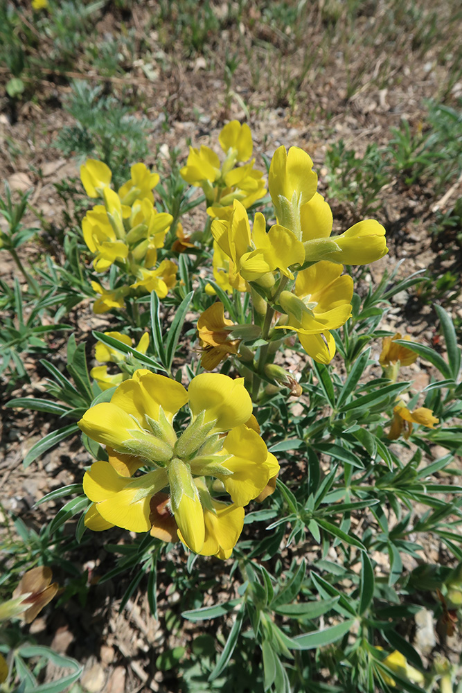 Image of Thermopsis lanceolata specimen.