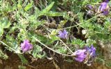 Astragalus incertus