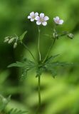 Geranium asiaticum