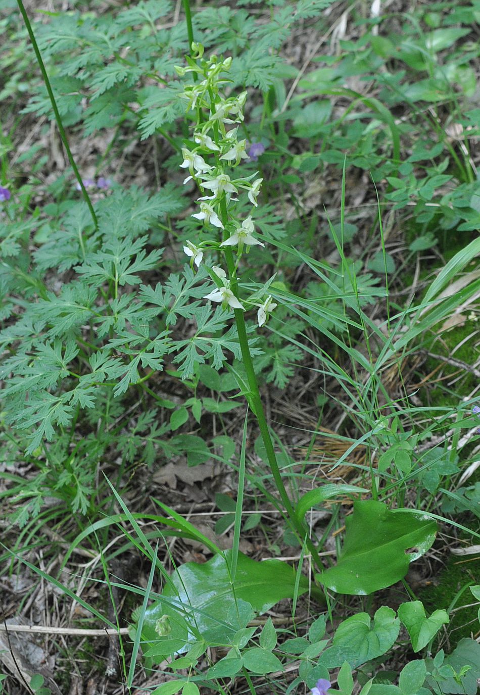 Изображение особи Platanthera chlorantha.