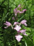 Dactylorhiza iberica. Соцветие. Крым, гора Демерджи, окр. пос. Лаванда, заболоченный луг. 5 июля 2018 г.