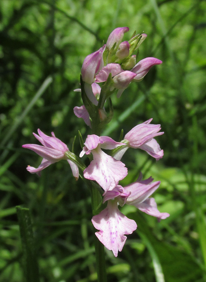 Image of Dactylorhiza iberica specimen.