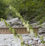 Campanula alliariifolia. Верхушки побегов с соцветиями с цветками и бутонами. Краснодарский край, Туапсинский р-н, окр. хут. Полковничий, щель Полковничья, скальное обнажение. 16.07.2018.