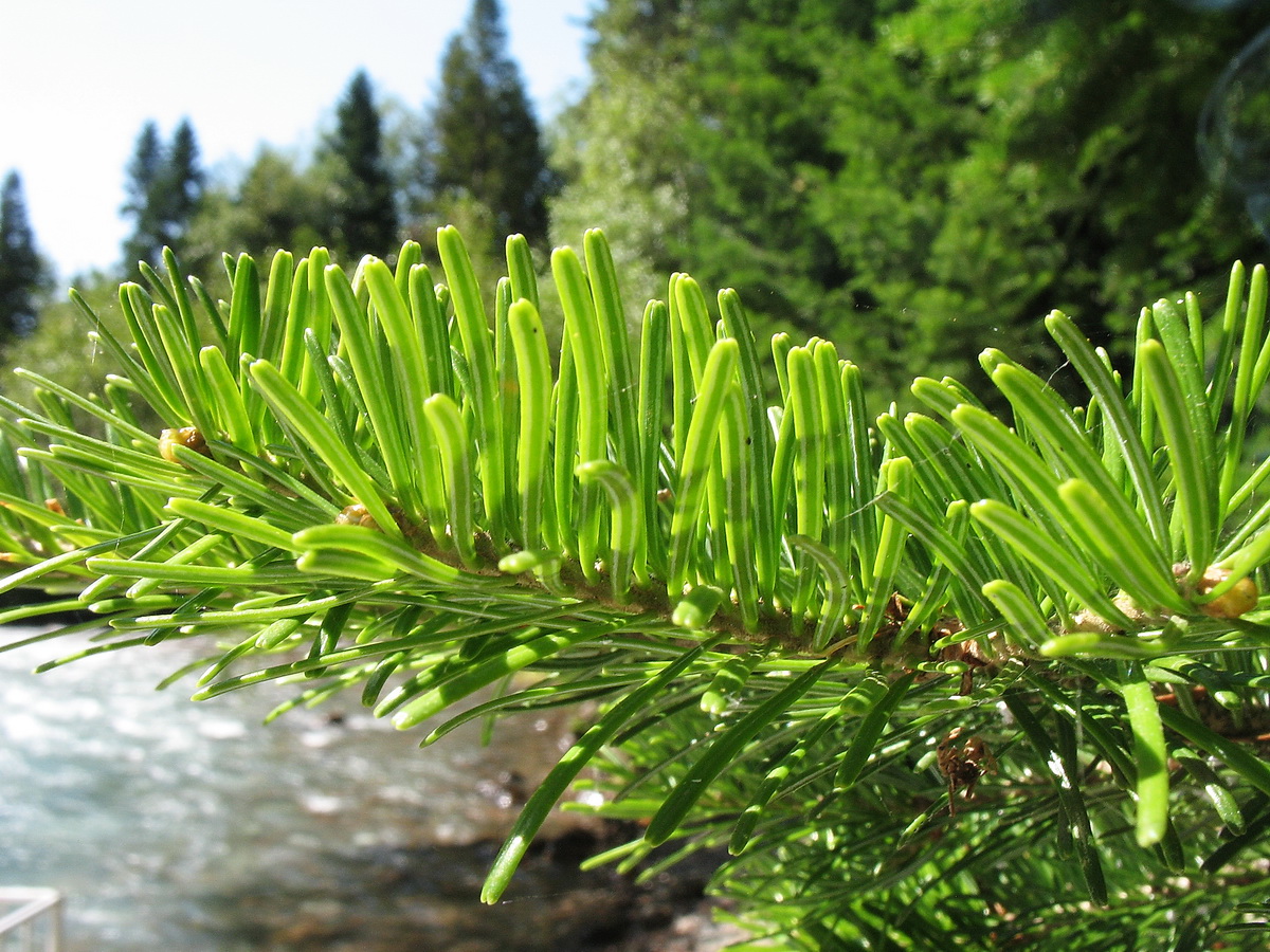 Изображение особи Abies semenovii.