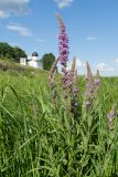 Lythrum salicaria. Верхушка цветущего растения. Псковская обл., Псковский р-н, окр. погоста Выбуты, берег р. Великая, осоково-злаковый пойменный луг на известняке. 26.06.2018.