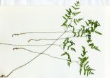 Gymnocarpium dryopteris