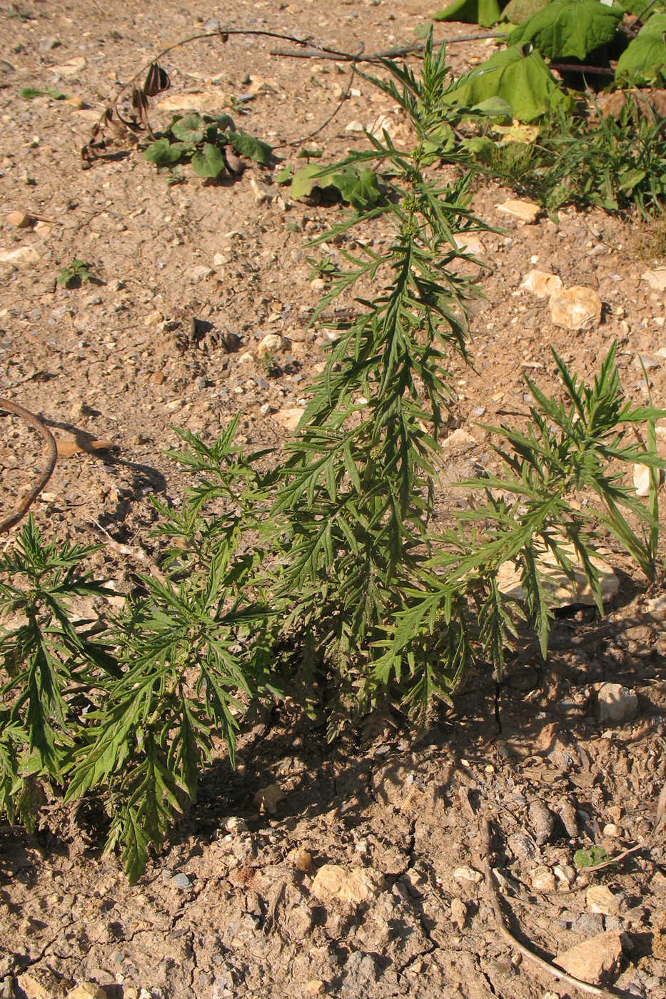 Image of Lycopus exaltatus specimen.