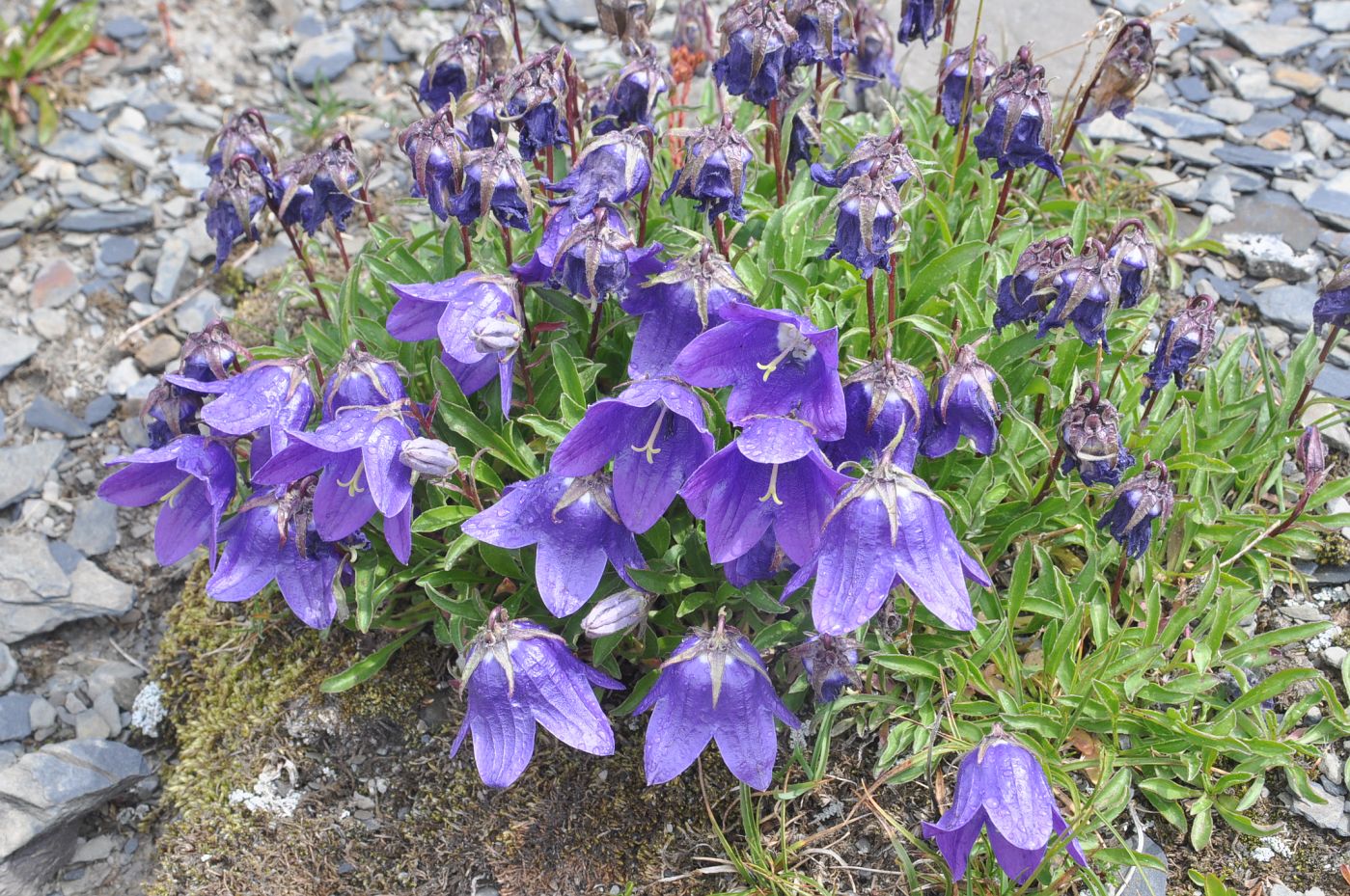 Изображение особи род Campanula.