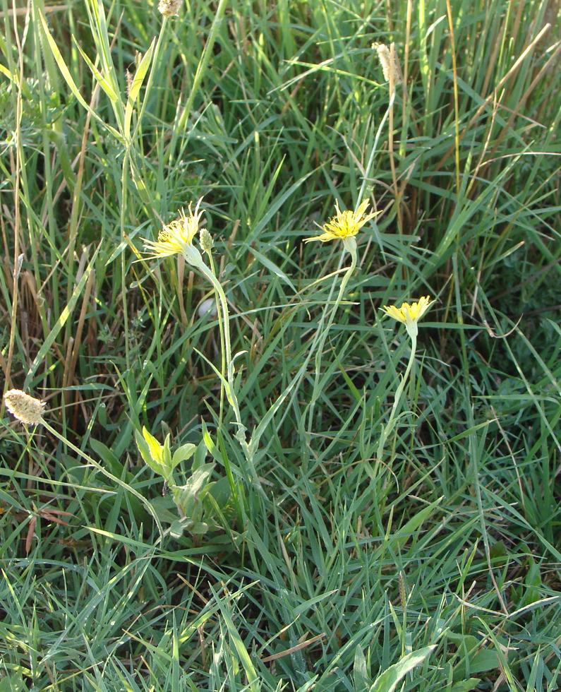 Изображение особи род Tragopogon.