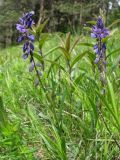 Polygala comosa. Верхушки цветущих растений. Украина, Львовская обл., Золочевский р-н, луговой склон. 11 мая 2008 г.