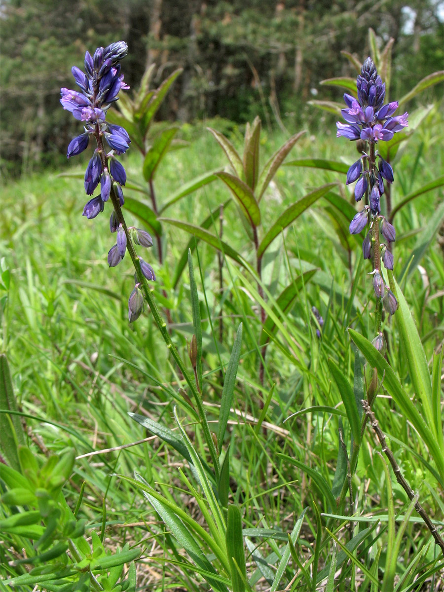 Изображение особи Polygala comosa.