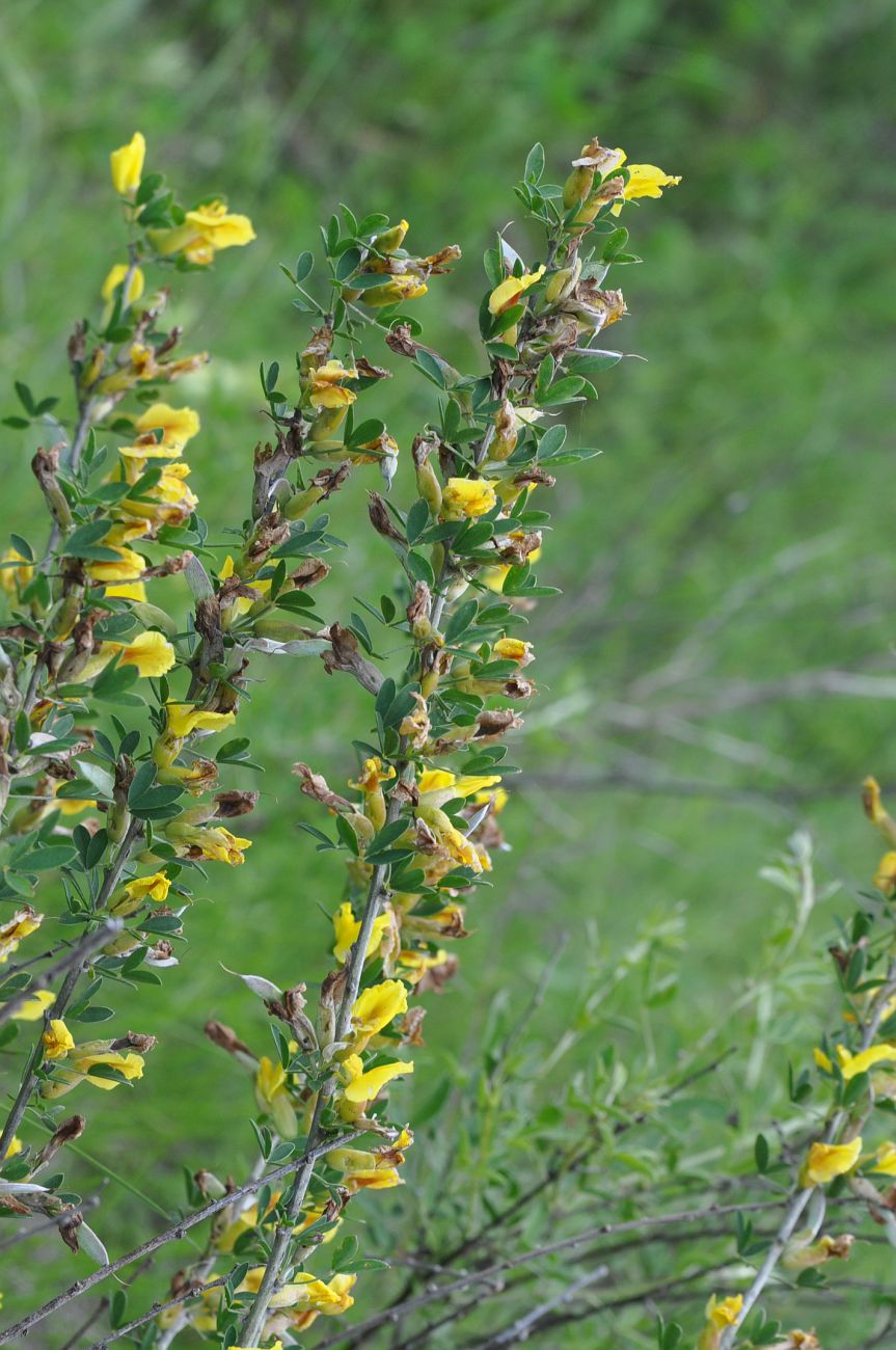 Image of Chamaecytisus ruthenicus specimen.
