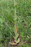 Turritis glabra. Нижняя часть растения. Горный Крым, яйла Тырке. 9 июня 2010 г.