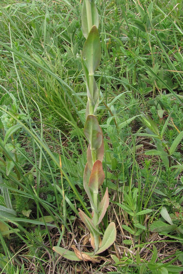 Image of Turritis glabra specimen.