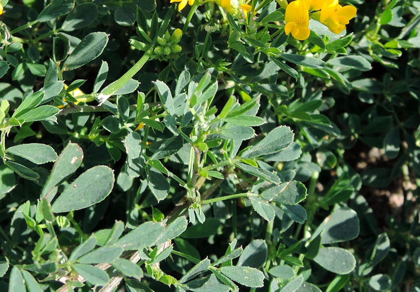 Изображение особи Medicago falcata.