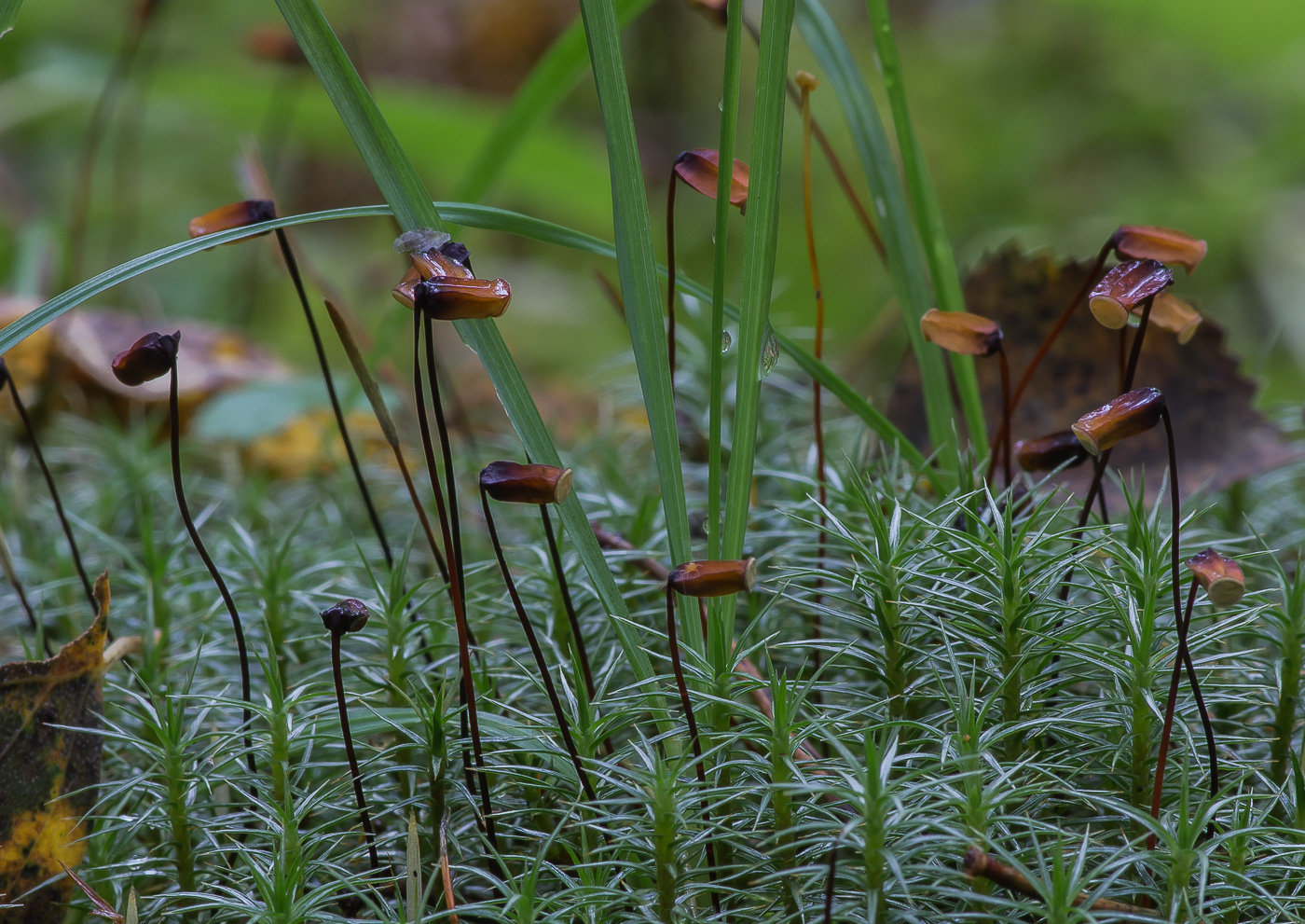 Изображение особи Polytrichum juniperinum.