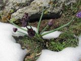 Allium atrosanguineum. Цветущее растение возле камня в лугоподобном сообществе. Казахстан, окр. Алматы, Заилийский (Илейский) Алатау, Большое Алмаатинское ущелье, субальпийский пояс. 09.06.2013.