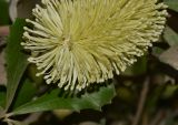 Banksia integrifolia