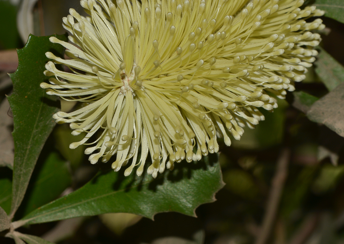Изображение особи Banksia integrifolia.