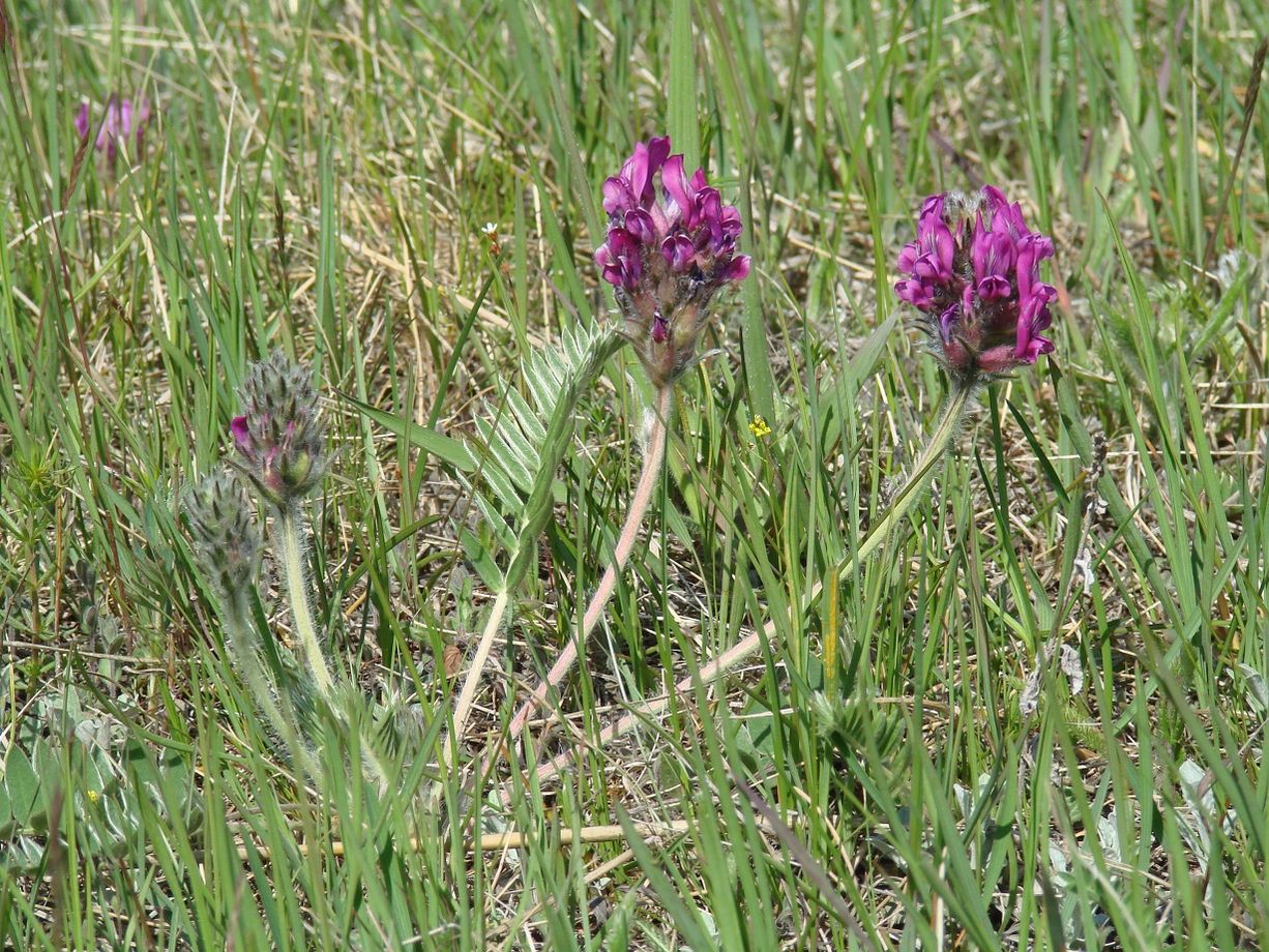 Изображение особи Oxytropis strobilacea.