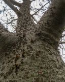 Ceiba chodatii