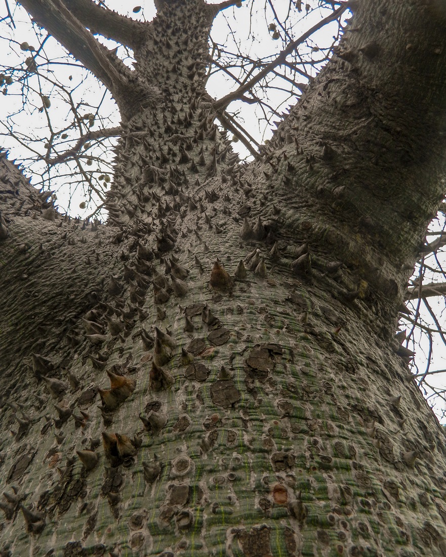 Image of Ceiba chodatii specimen.