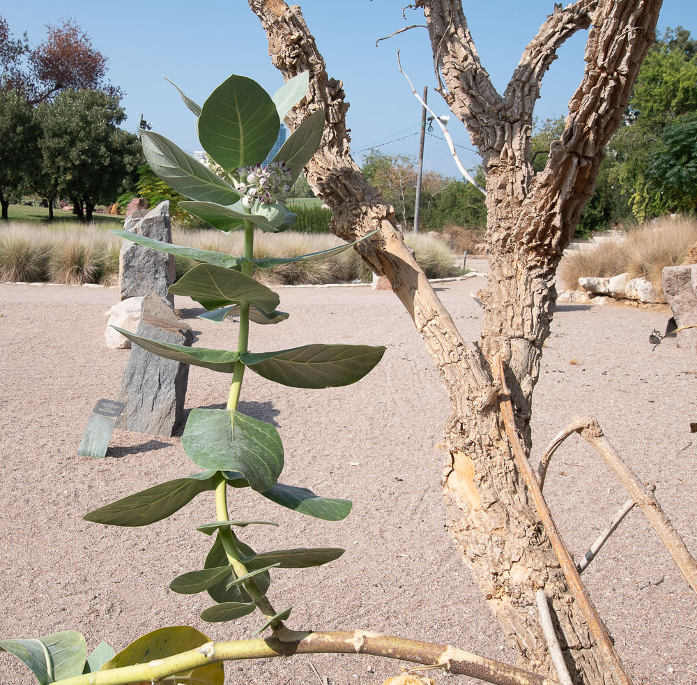 Image of Calotropis procera specimen.