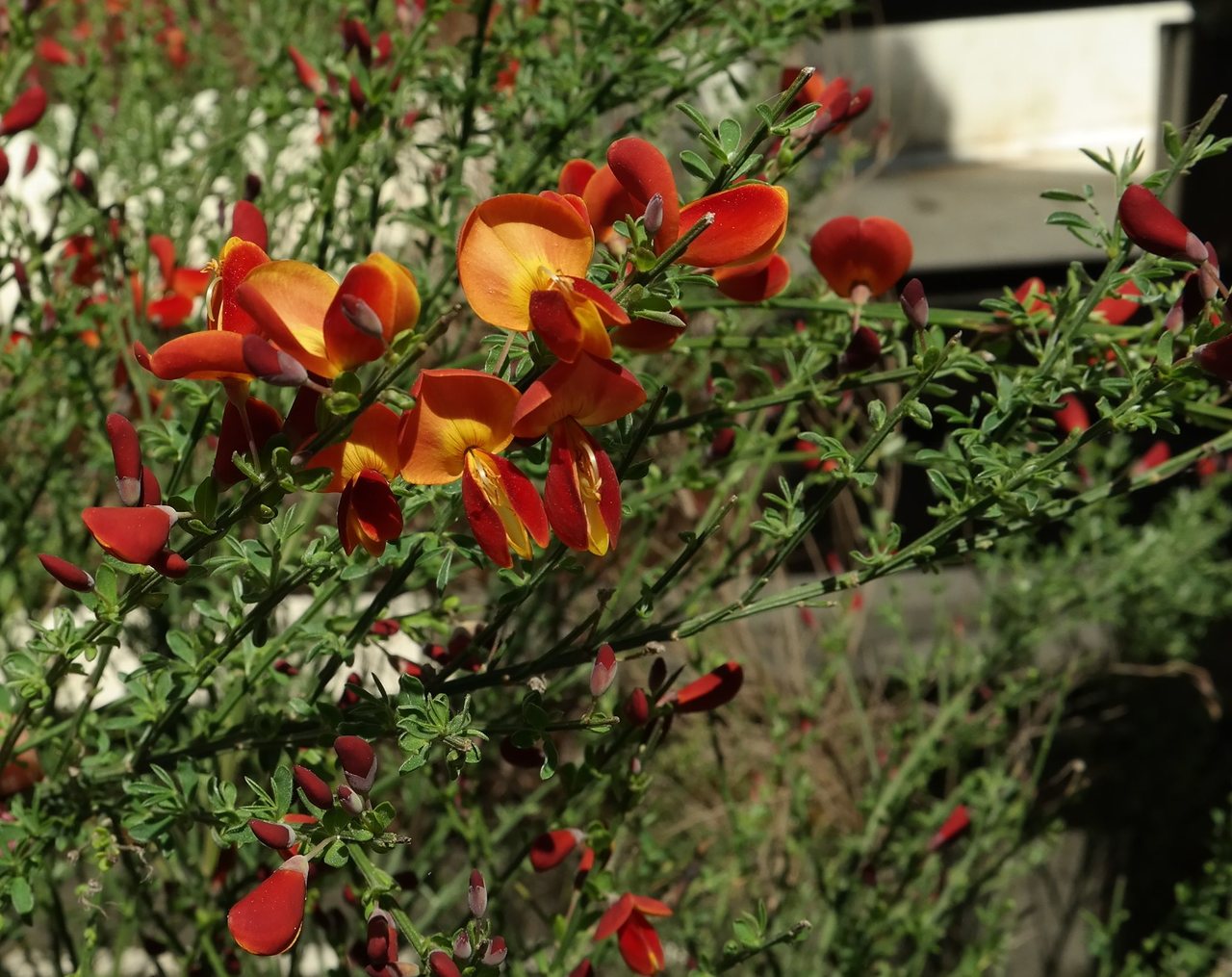 Image of genus Sarothamnus specimen.