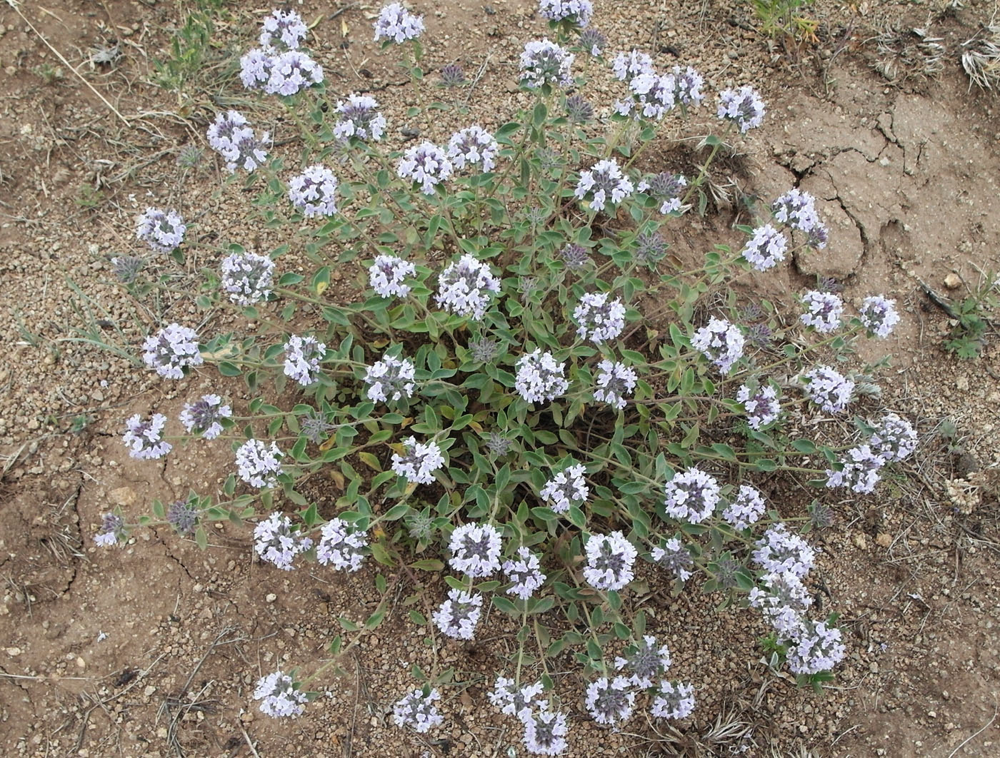 Изображение особи Ziziphora clinopodioides.