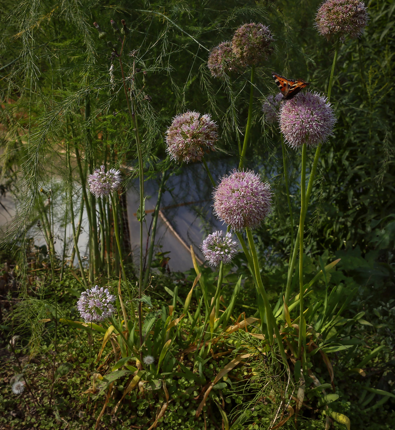 Image of Allium lusitanicum specimen.